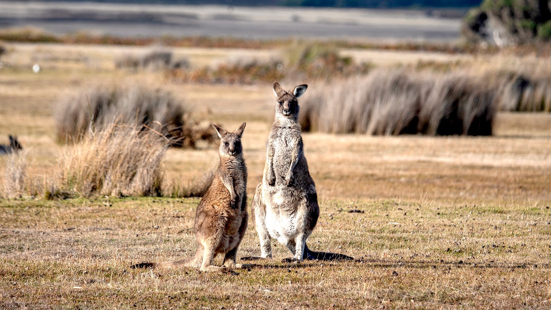 Duet idealny: Australia i Tasmania